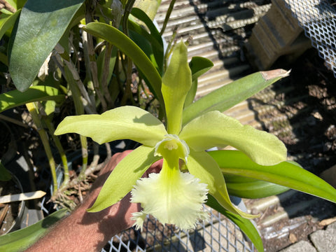 Blc. Lester McDonald `Kelly' AM/AOS Cattleya Orchid Plant DIV #1