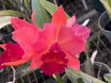 Slc. Paprika `True Spice' Original Cattleya Orchid Plant DIV #2
