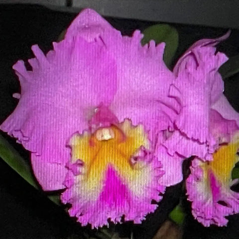 Blc. Crown Princess Masako `English Rose’ 5 Pot - Cattleya