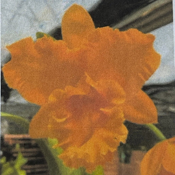 blc-dals-horizon-mishima-shine