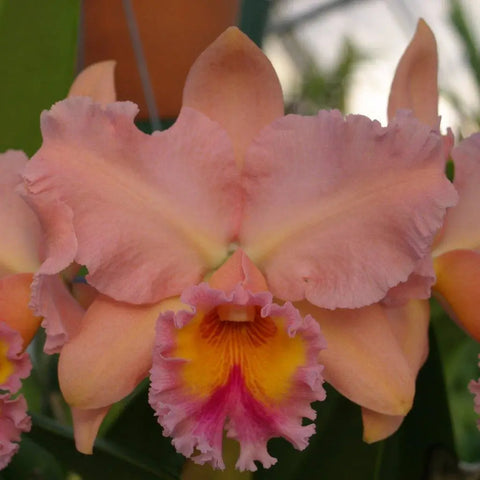 Blc. George King `Serendipity' AM/AOS 4" Pot.