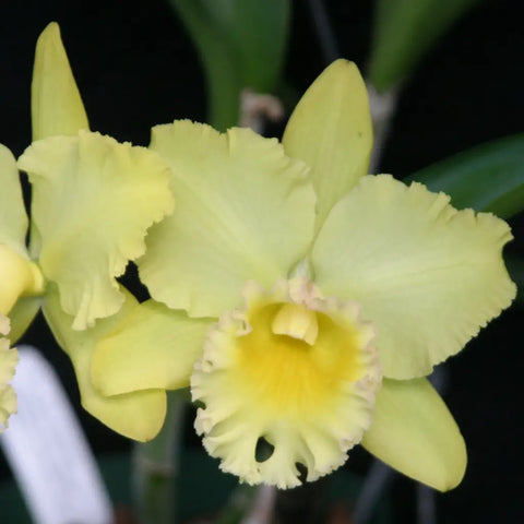 Blc. (Karen Marie Sellers x Erin Kobayeshi)