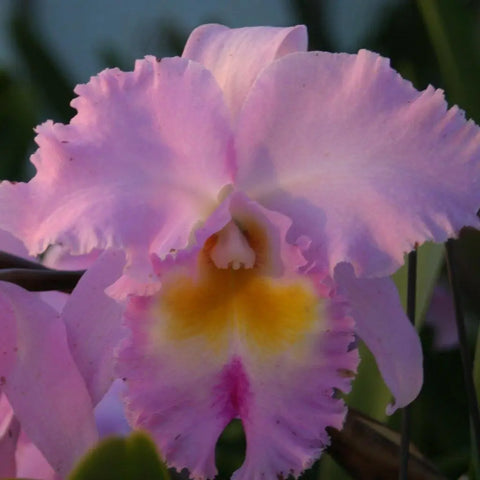 Blc. Pamela Hetherington `Coronation' FCC/AOS 5" Pot.