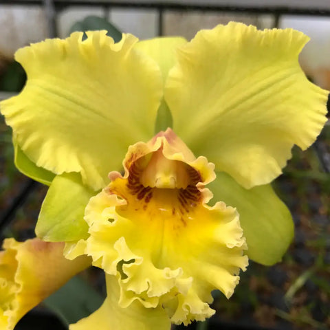 Blc. Unconditional Love `Volcano Queen'