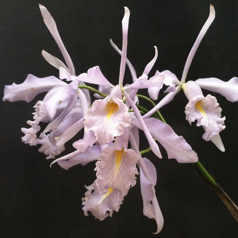 C. maxima coerulea (species) (`Stevie Ray Vaughan' AM/AOS x sib. `Robert Johnson')