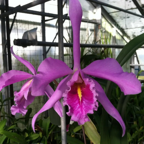 C. maxima (`Odom'sHercules' x self) Species Cattleya 4