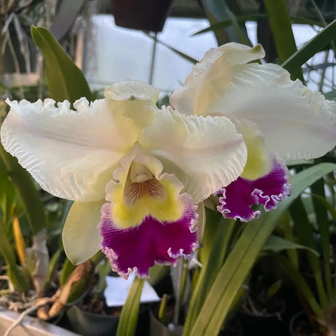 C. Princess Clara (Nancy Off `Linwood' AM/AOS x Horace `Maxima' AM/AOS