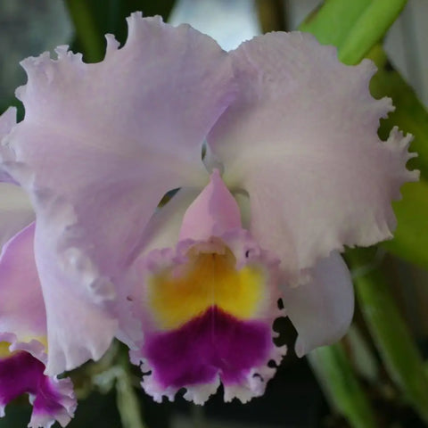 C. trianaei `The President' FCC/AOS (species) 2.5" Pot.