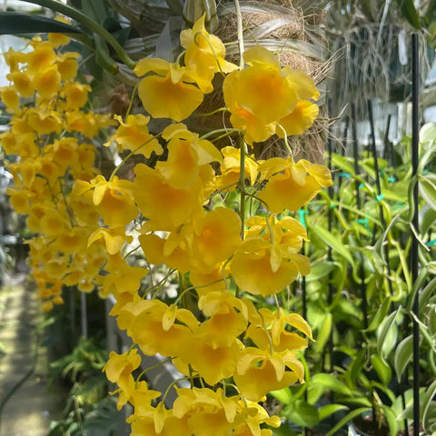 Den. aggregatum Species Mounted Dendrobium