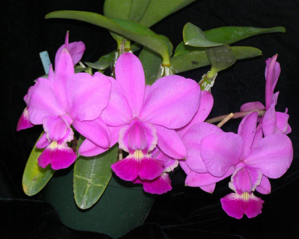 アンティーク エンボス セルロイド ボックス 少女 フラワー　エドワーディアン C. walkeriana `Kathleen II' AM/AOS Div #1 Original Division Species Or