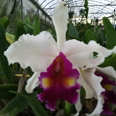 Lc. DeLoris Ziegfeld `Caruther’s’ AM/AOS 4 Pot - Cattleya