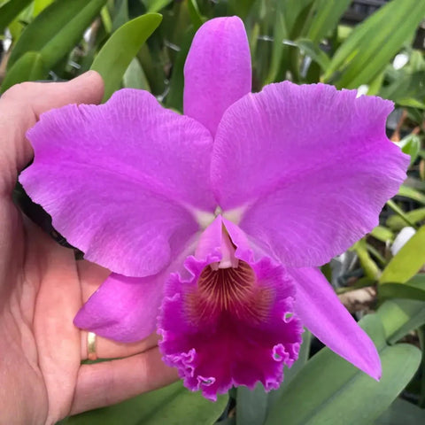 Lc. Maria Off (C. Nancy Off `Linwood’ AM/AOS x Elizabeth Off