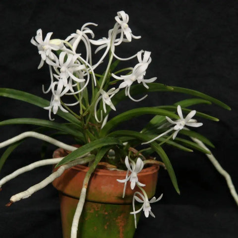 Neof. falcata (`Cal#1' x `Cal#2') 2" Pot.