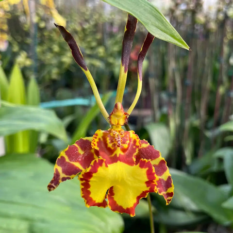 Pyp. Mem. Bill Carter (Mendenhall x papilio)