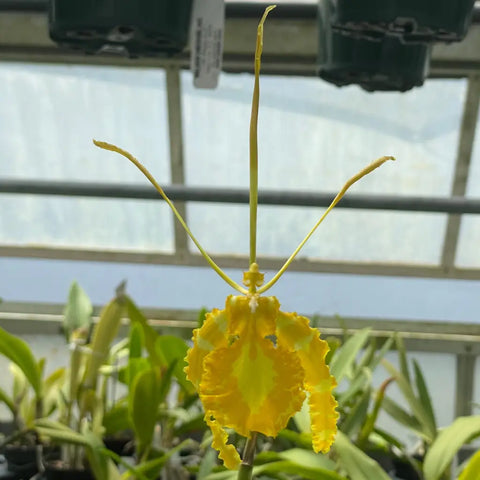 Pyp. papilio album (Cove's Canary' x self)