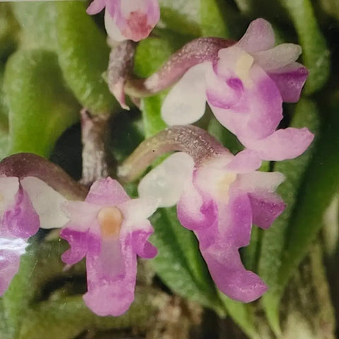 Schoenorchis scoloendria (species)