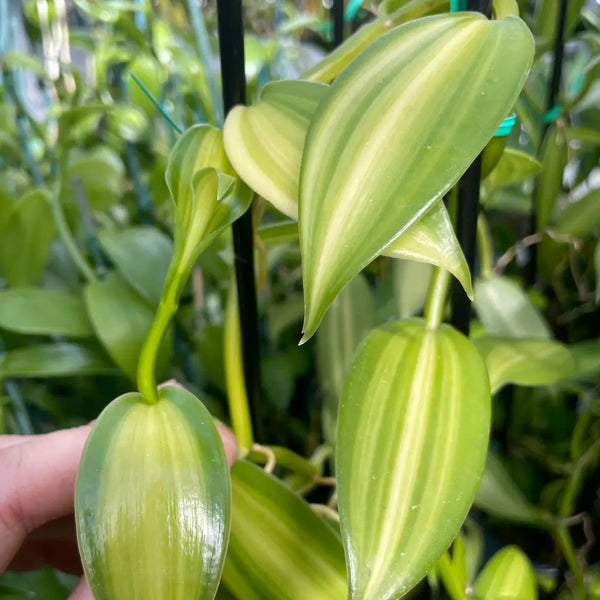 Vanilla planifolia Variegated Green/Yellow Orchid Species 4.5" Pot
