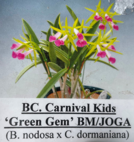 Bc. Carnival Kids `Green Gem' BM/JOGA  (B. nodosa x C. dormaniana)