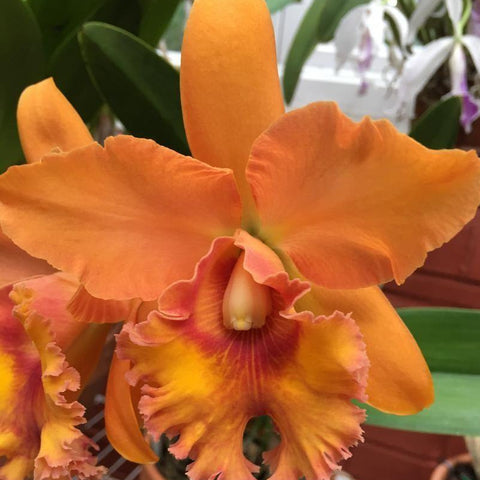 Blc. (George King x Waianae King) Seedling 5" Pot.