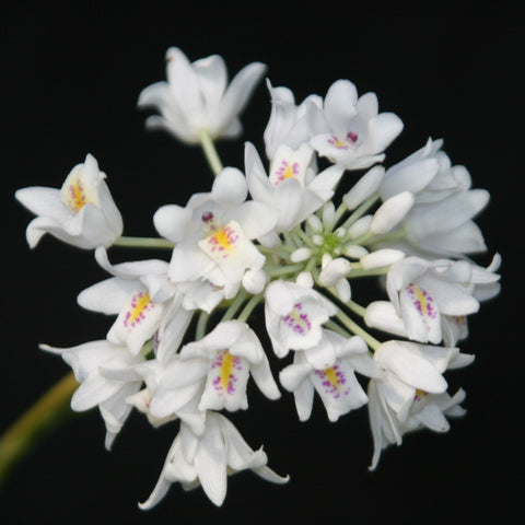Neobenthamia gracilis Species (Snowball Orchid)