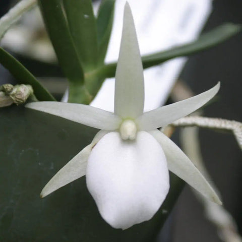 Angcm. didieri Species Angraecum 2" Pot.