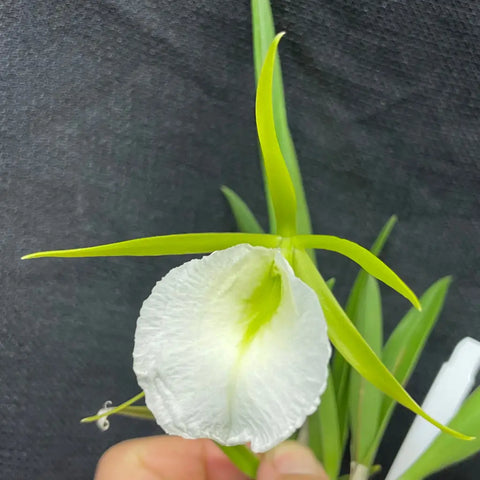Bepi. Alex Hawkes (B. nodosa x Epi. mariae) 3.5 Pot -