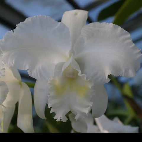 C. Alice B. duPont `Waldor' HCC/AOS 3" Pot.