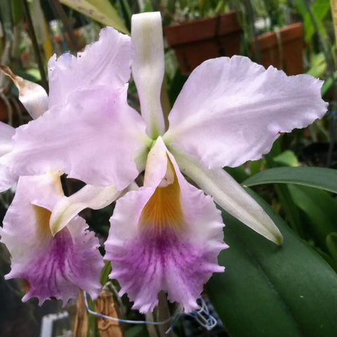 C. David Sander (jenmanii coerulea x percivaliana coerulea)