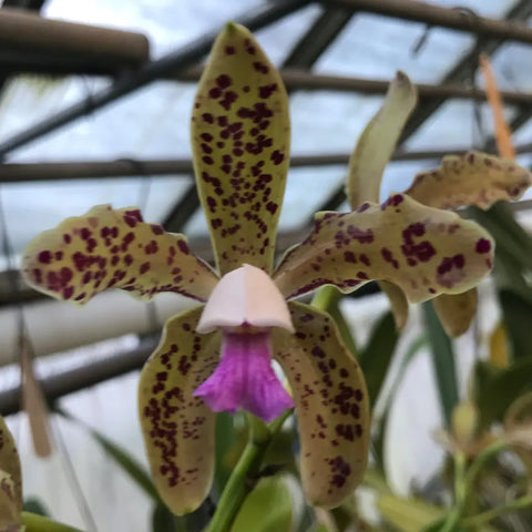 C. guttata coerulea (Select Outcross) Species 2 Pot -