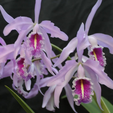 C. maxima (`Wild Girl’ AM/AOS x `Elegance’ AM/AOS) Species