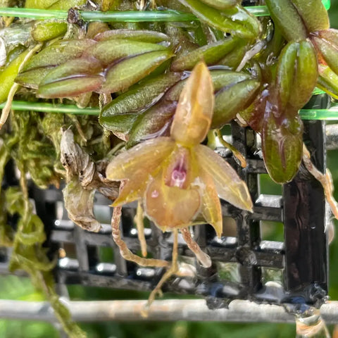 Epi. schlechterianum Species 3 x 4Mount - Cattleya