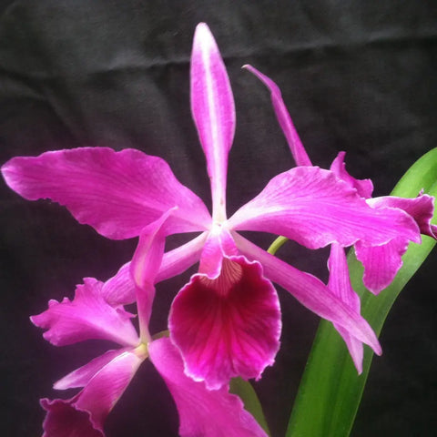 L. purpurata sanguinea (`Son!' x `Shogun's Fire' FCC/AOS) Species 2" Pot.