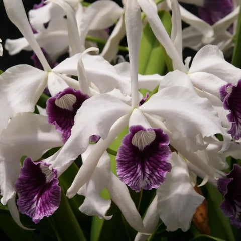 L. purpurata (schusteriana `Orchid Eros' AM x `Linwood' AM) Species 4" Pot.