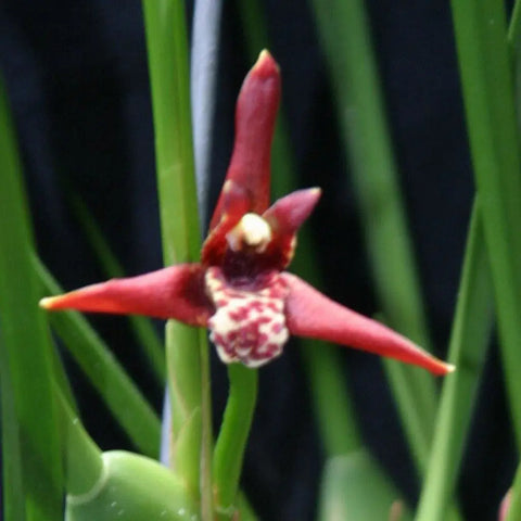 Max. tenuifolia Maxillaria Species 2.5" Pot.