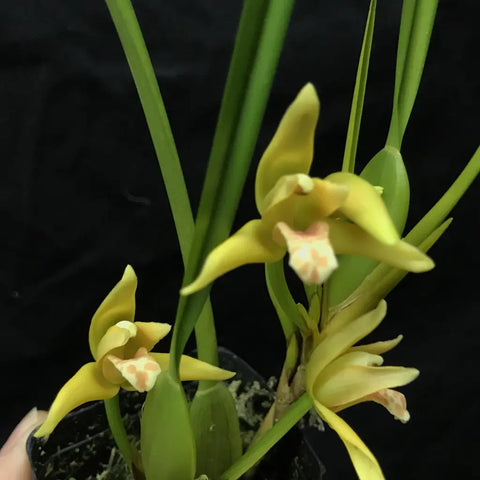 Max. tenuifolia `Yamada' AM/AOS Yellow Maxillaria Species 2.25" Pot.