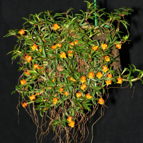 Mediocalcar decoratum `Party Time' AM/AOS Species 2.5" Pot.