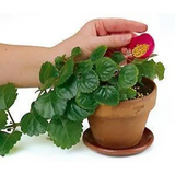 Orchid Nerd ™ Osmocote Classic Flower and Vegetable Smart-Release All Purpose Plant Food, 15 oz (14-14-14 Plant Fertilizer).