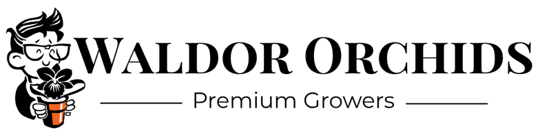 Buy Orchid Plants & Orchids Supplies Waldor Orchid Orchid Nerd