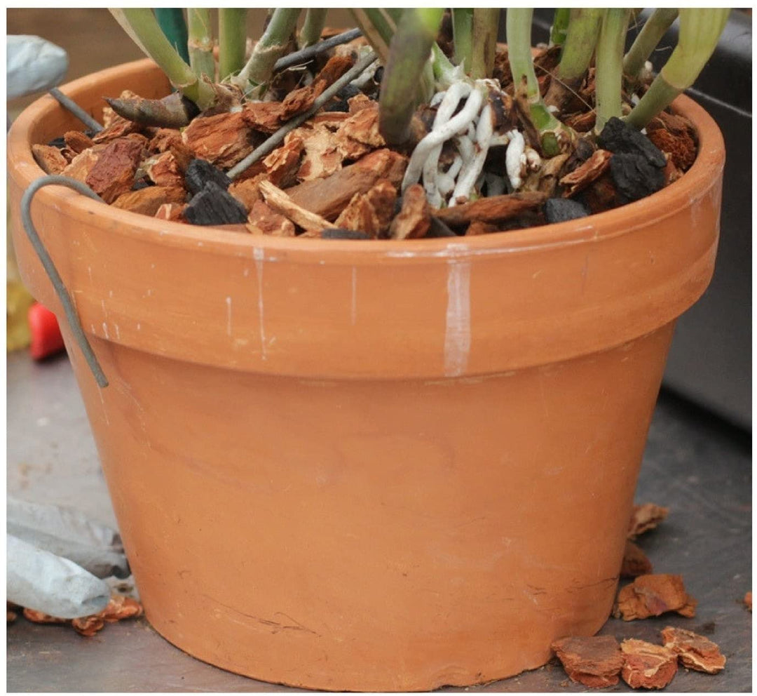 Top Reasons to Use Rhizome Clips for Healthy Orchid Growth