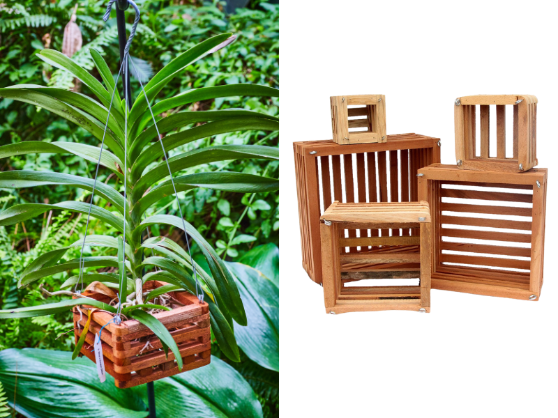 Nurture Your Vanda Orchids: The Advantages of Wooden Baskets