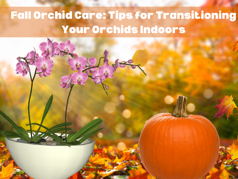 Fall Orchid Care: Tips for Transitioning Your Orchids Indoors