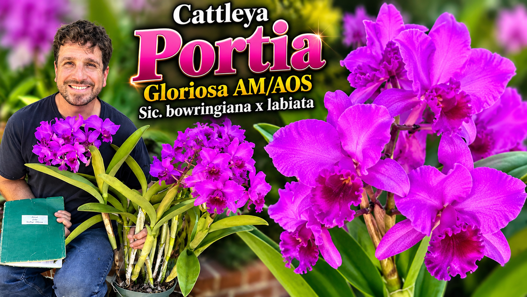 Cattleya Portia ‘Gloriosa’ AM/AOS orchid with vibrant lavender-purple flowers and dark magenta lips, featured in a Waldor Orchids historical banner celebrating this award-winning hybrid first registered in 1897.