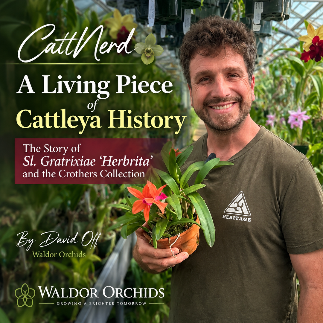 CattNerd: A Living Piece of Cattleya History The Story of Sl. Gratrixiae 'Herbrita' and the Crothers Collection