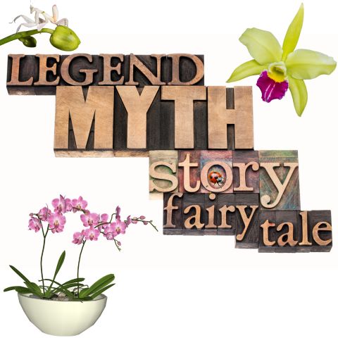 Whispers of the Orchid: Myths and Legends Across Cultures