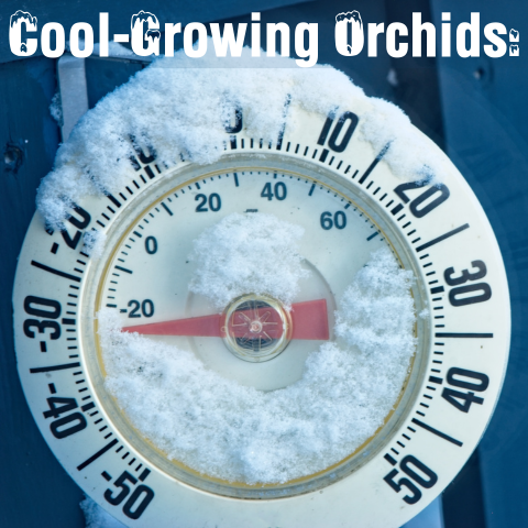 Cool-Growing Orchids: