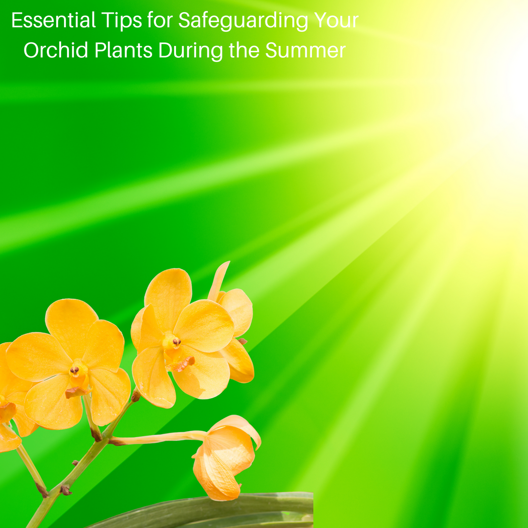 Essential Tips for Safeguarding Your Orchid Plants During the Summer