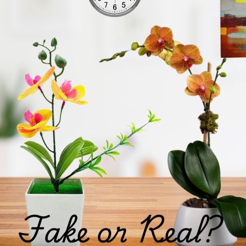 Why You Should Choose Real Orchids Over Fake Arrangements