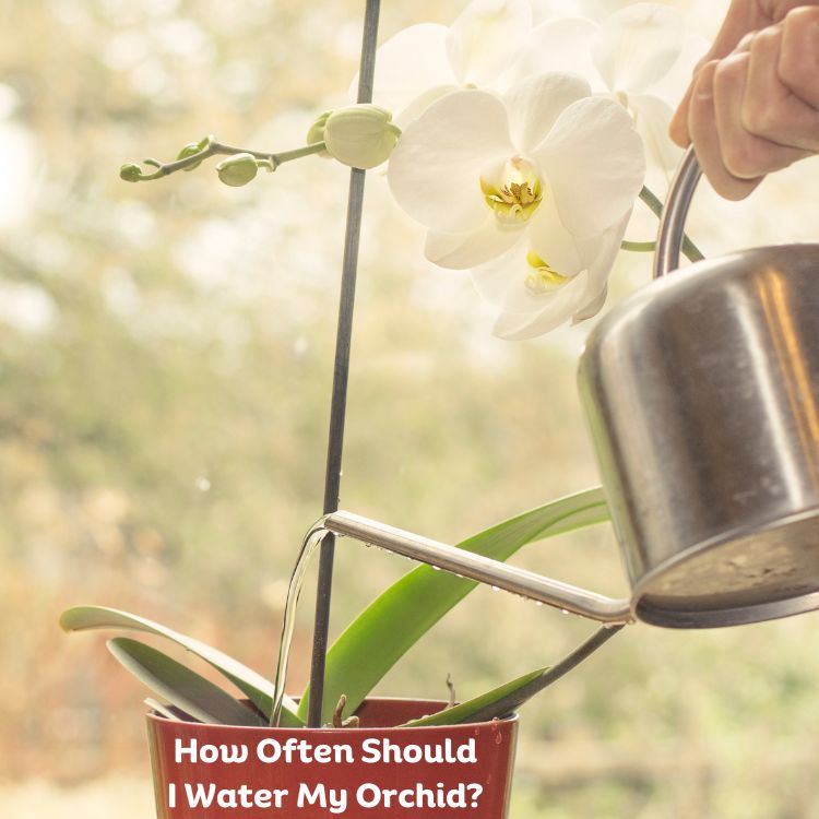 How Often Should I water my Orchid?