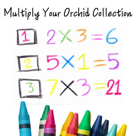 Multiply Your Orchid Collection