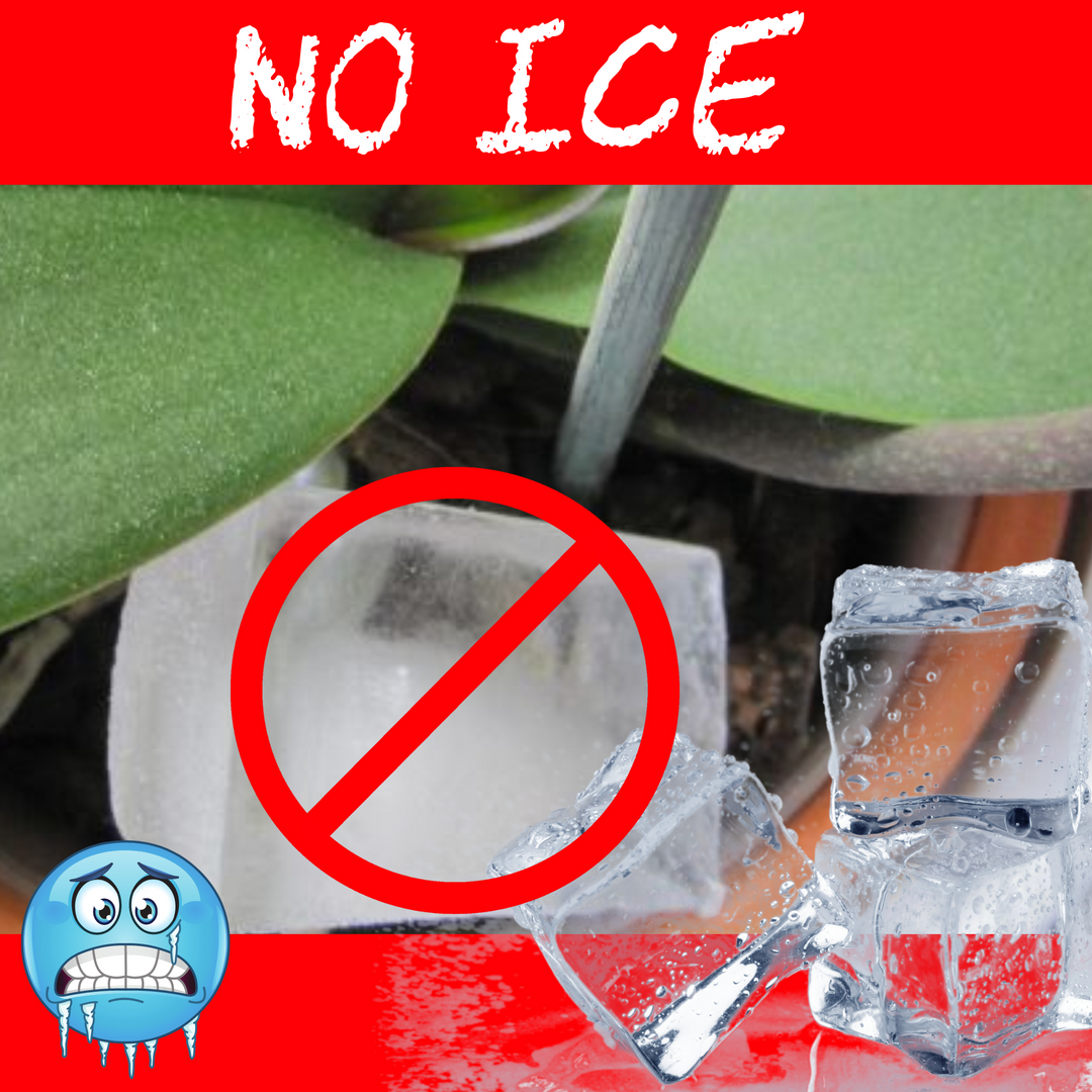 Blog posts Ice Cube Orchids on orchids?